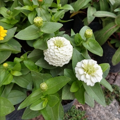 Imagen de Zinnia