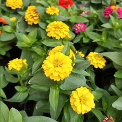 Zinnia - tienda online