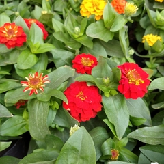 Zinnia - Vivero Mario