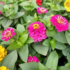 Zinnia en internet