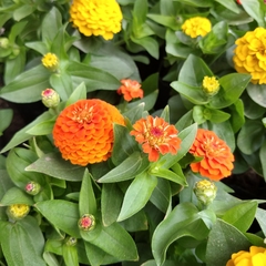 Zinnia - comprar online