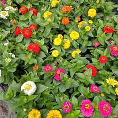 Zinnia