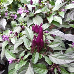 Ají Ornamental