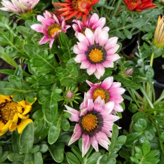 Gazania - Vivero Mario