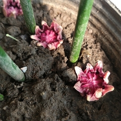 Aspidistra - Vivero Mario