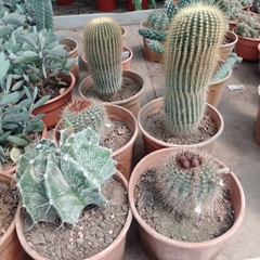 Cactus en internet