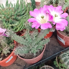 Cactus - Vivero Mario