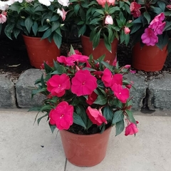 Impatiens