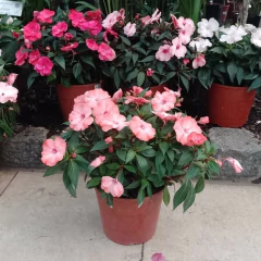 Impatiens - comprar online