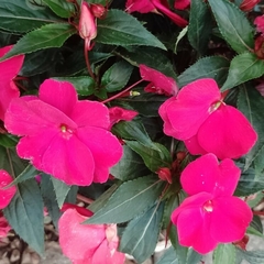 Impatiens en internet