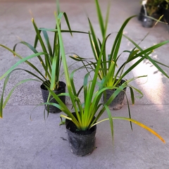 Iris Foetidissima - comprar online