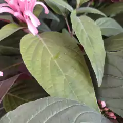 Jacobinia (Justicia) - comprar online