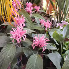 Jacobinia (Justicia) en internet