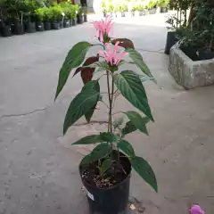 Jacobinia (Justicia) - Vivero Mario