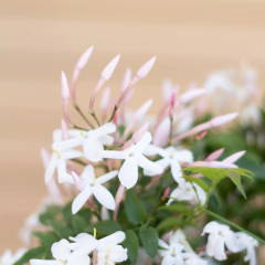 Jazmín Chino en internet