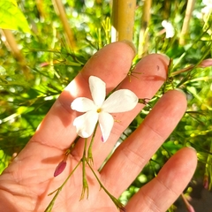 Jazmín del País - Vivero Mario