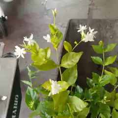 Jazmín diamela - comprar online