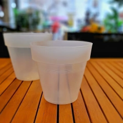 Josephine Transparente (Orquideas)