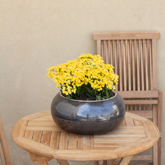 Crasa Kalanchoe Floral en internet