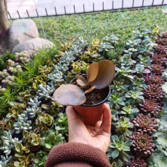 Imagen de Crasa Kalanchoe Orgyalis