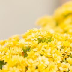 Imagen de Crasa Kalanchoe Floral