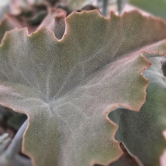 Crasa Kalanchoe Beharensis - comprar online