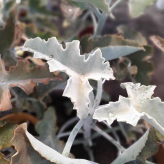 Crasa Kalanchoe Beharensis - Vivero Mario