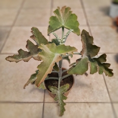 Crasa Kalanchoe Beharensis en internet