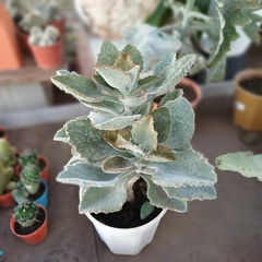 Crasa Kalanchoe Beharensis - tienda online