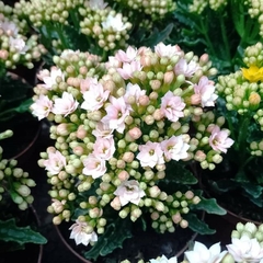 Imagen de Crasa Kalanchoe Floral