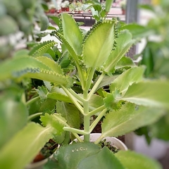 Crasa Kalanchoe Laetivirens - comprar online