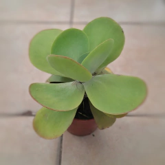 Crasa Kalanchoe Thyrsiflora en internet