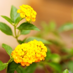 Lantana