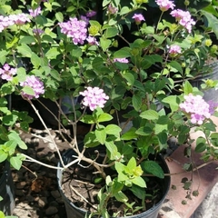Imagen de Lantana