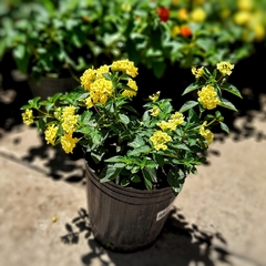 Lantana - Vivero Mario