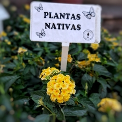 Lantana