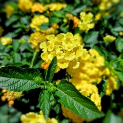 Lantana en internet