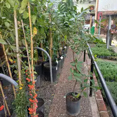 Laurel Comestible - Vivero Mario