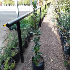 Laurel Comestible en internet