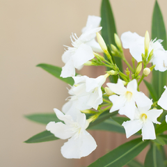 Laurel de Flor