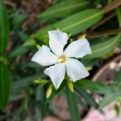 Laurel de Flor en internet