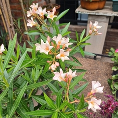 Laurel de Flor