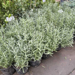 Imagen de Lavanda Dentata