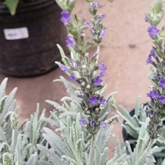 Lavanda Arata