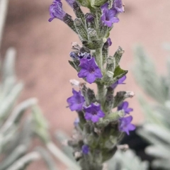 Lavanda Arata