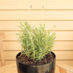 Lavanda Dentata - comprar online