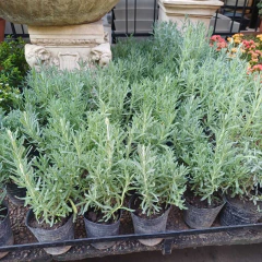 Lavanda Dentata - tienda online