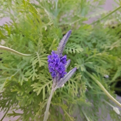 Lavanda Popito - comprar online