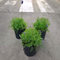 Lavanda Popito - Vivero Mario