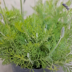 Lavanda Popito en internet